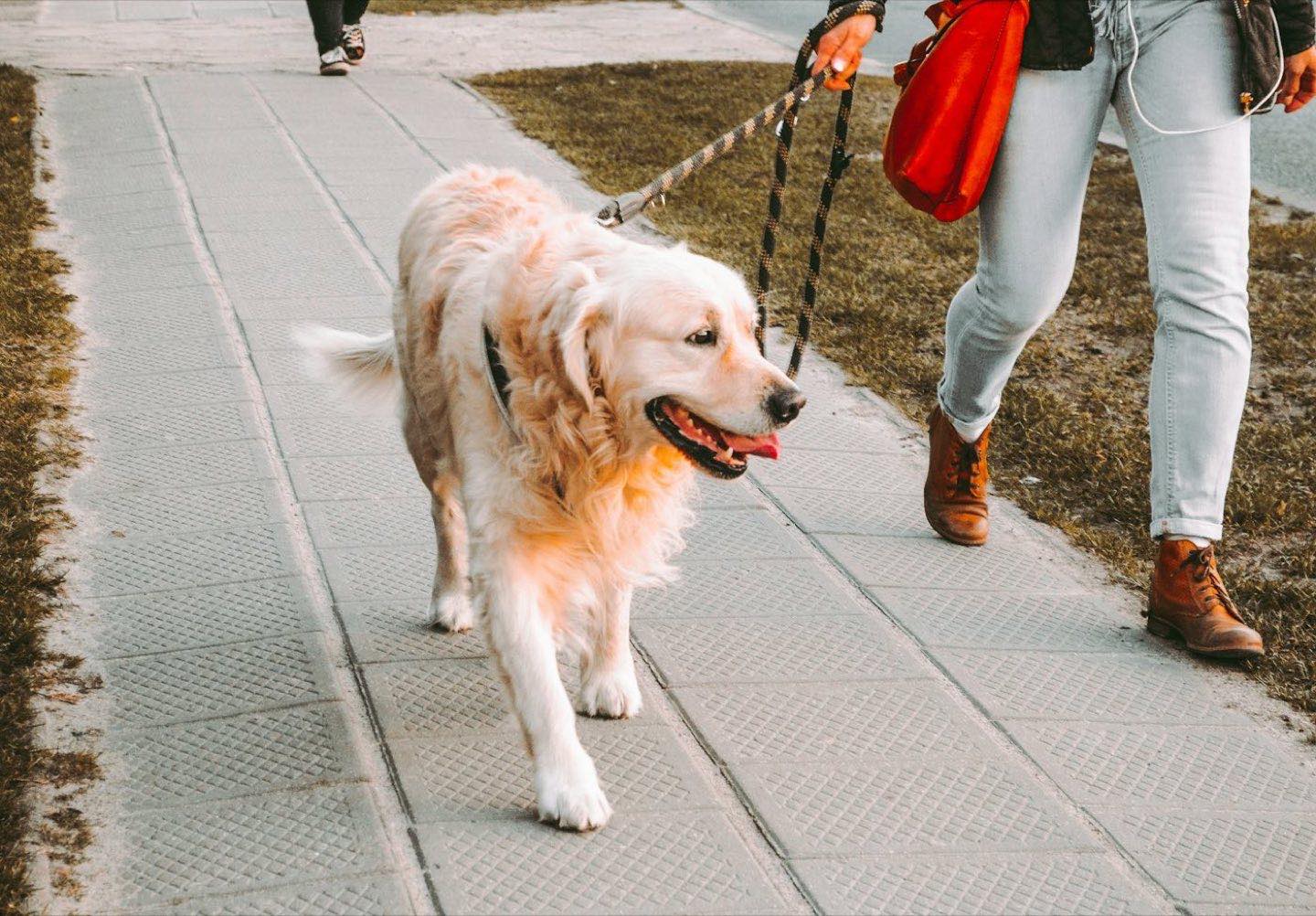 A golden retriever trots along a sidewalk on a leash.